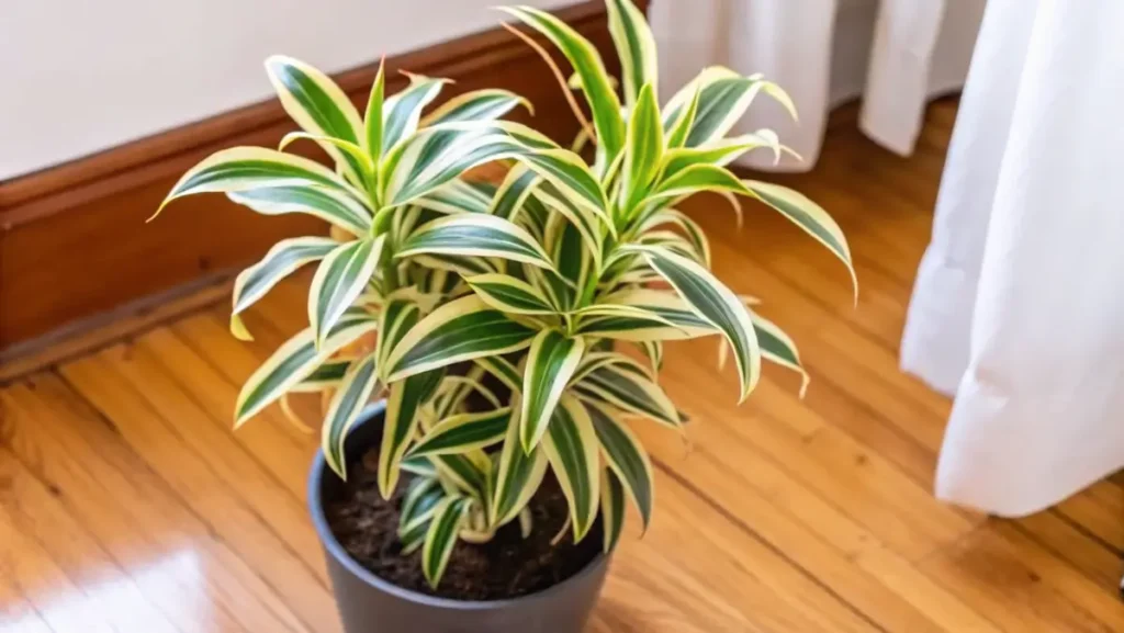 Song of India plant with variegated leaves placed on a wooden floor in a bright indoor space