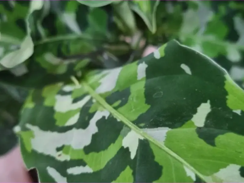 Close-up of aglaonema pictum tricolor foliage showing a vivid camouflage pattern.