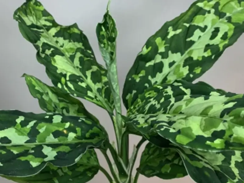 Camouflage leaves of aglaonema pictum tricolor showing vibrant patterns.