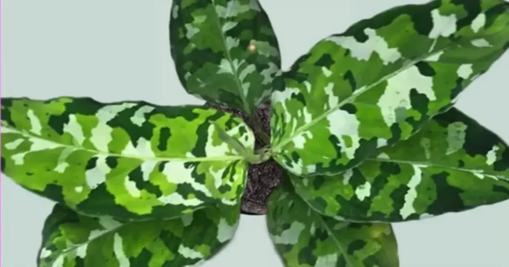 Top view of an aglaonema pictum tricolor showing vibrant camouflage leaves.