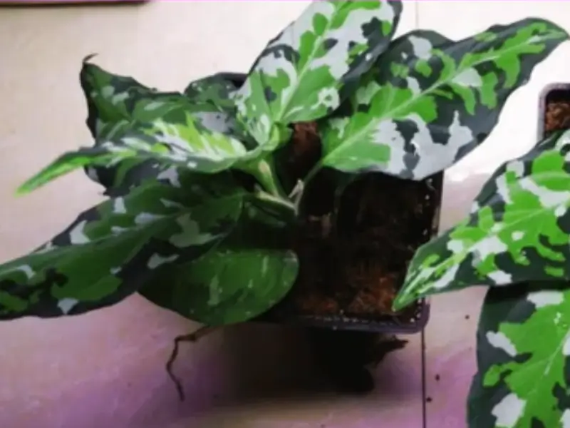 Two aglaonema pictum tricolor plants in small pots, showcasing vibrant camouflage foliage.