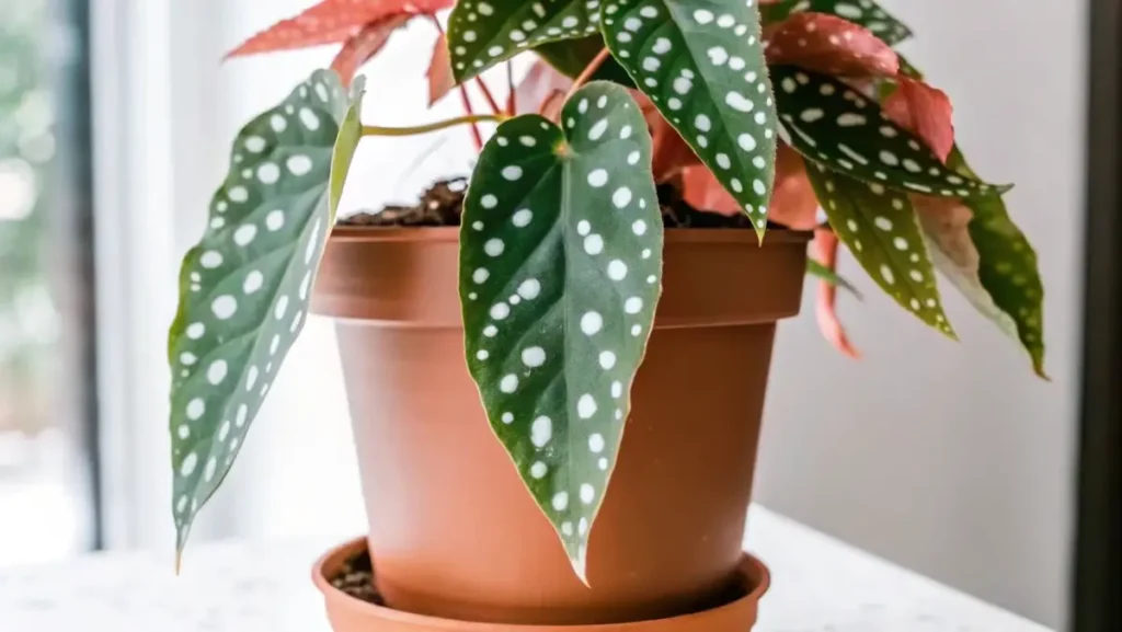 Close-up of an angel wing begonia in a terracotta pot, displaying polka-dotted leaves with red undersides.