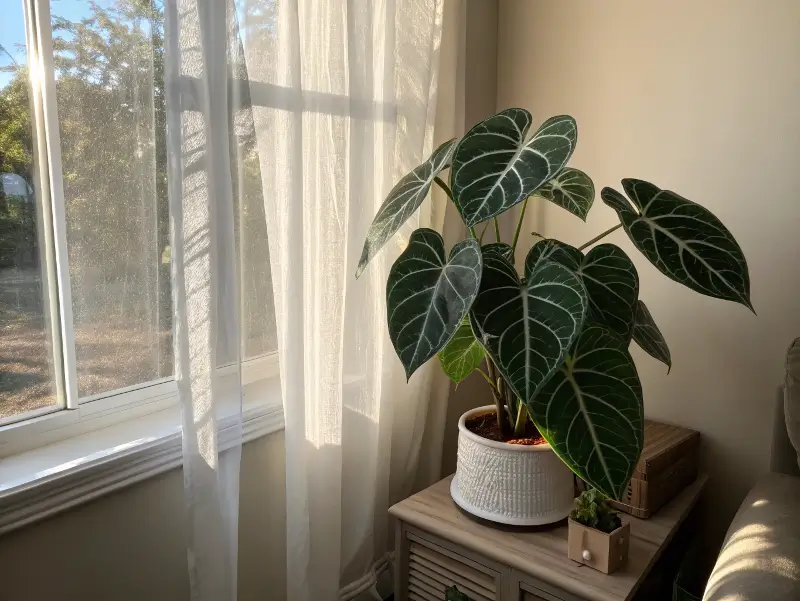 Vibrant anthurium clarinervium with heart-shaped leaves near a window receiving gentle, indirect light