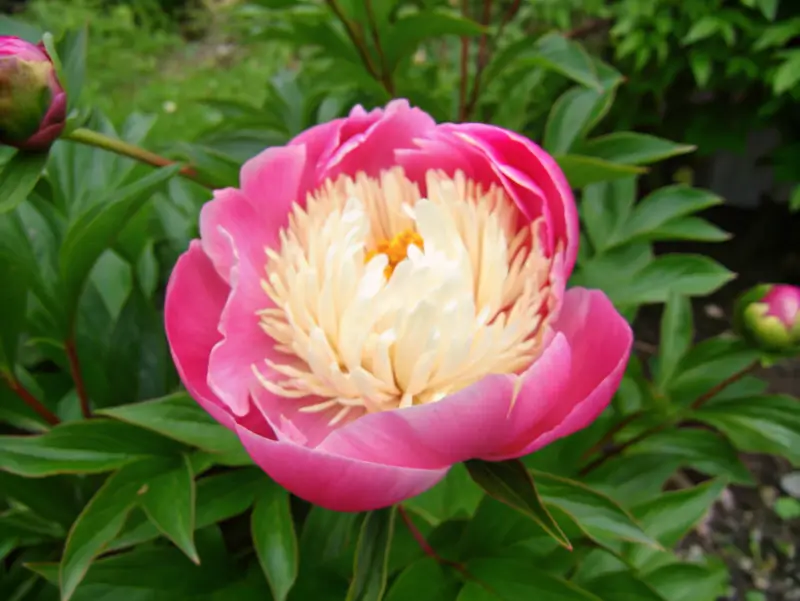 Bowl of Beauty pink peonies showing pale petals and a bright yellow center
