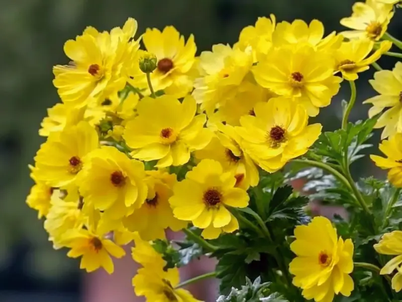 Bright yellow butterfly ranunculus blossoms with layered petals