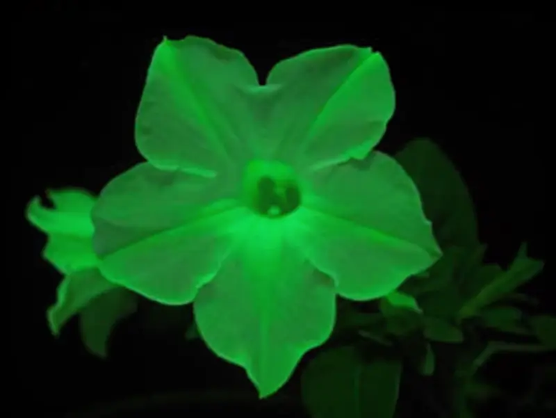 A glowing firefly petunia bloom with a vivid green light in the dark