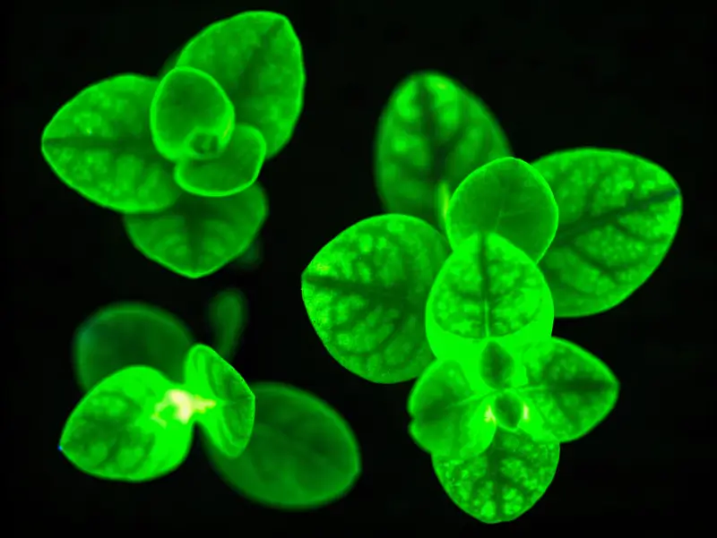 Bright green leaves of a firefly petunia glowing in the dark