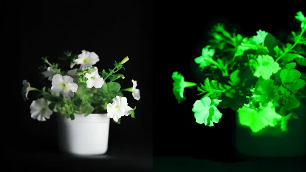 Close-up of a firefly petunia in a white pot, revealing a soft glow in low light