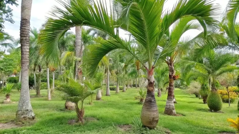 Lush tropical garden with mature foxtail palm trees and various palm species planted in a well-maintained green landscape