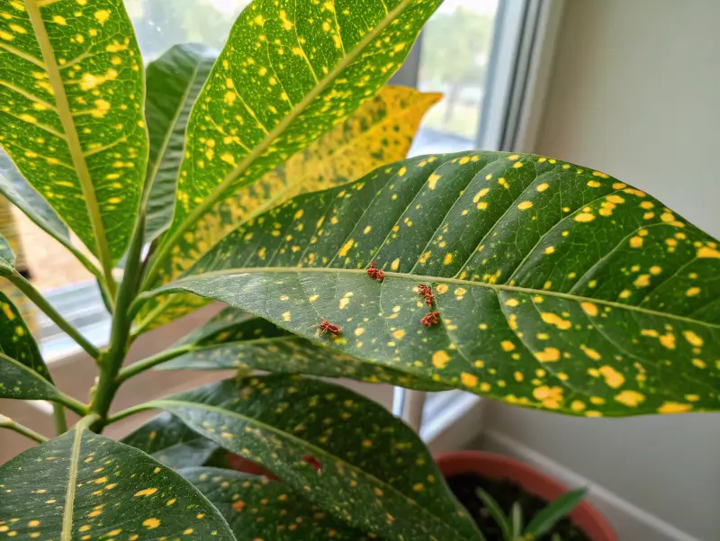 Gold dust croton with bright, speckled leaves in a new pot, surrounded by basic gardening tools.