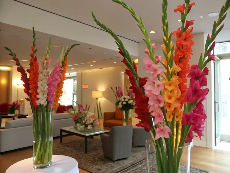 A vibrant red, pink, and orange gladiolus arrangement exemplifying the gladiolus flower meaning in a contemporary living space