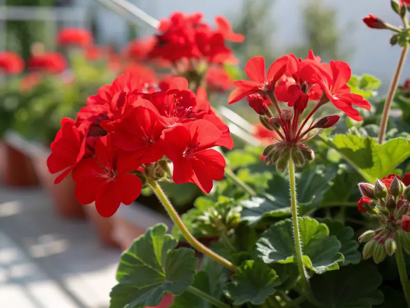 Quantum Red geraniums blooming with bright, bold petals in a sunlit planter.
