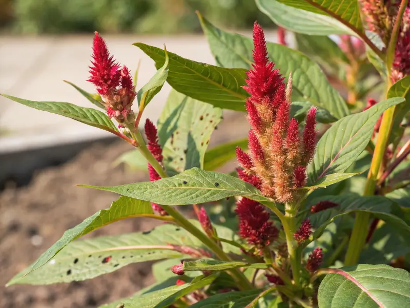 Close-up of red plumes with aphids and powdery mildew symptoms