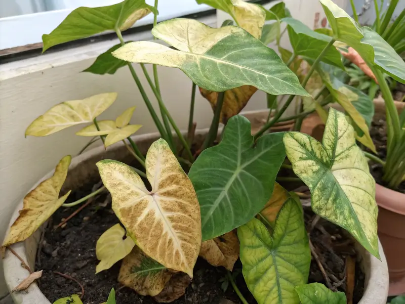 Indoor houseplant with yellowing leaves showing common watering problems and plant care issues in potted tropical plant