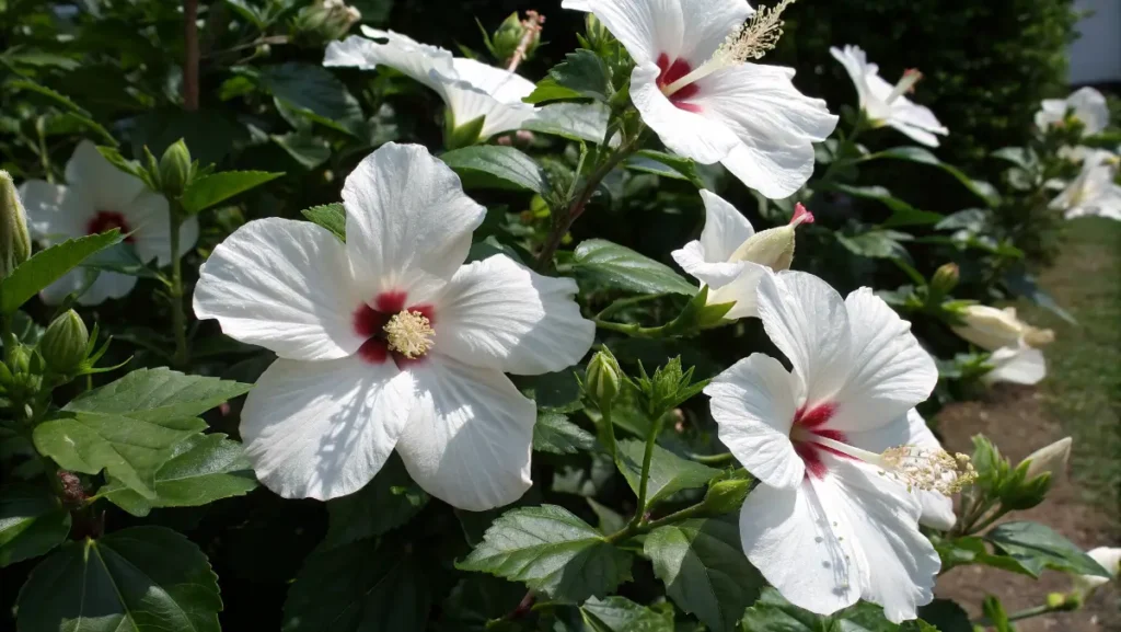 Beautiful white hibiscus flower blooms with red centers growing in lush green foliage, showing multiple pristine white hibiscus flower varieties in a garden setting