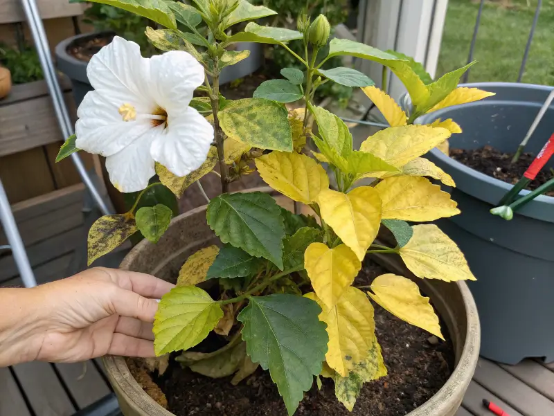 Gardener examining yellowing leaves on potted hibiscus plant with white bloom, showing common leaf discoloration issues in container gardening
