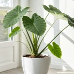 Alocasia stingray plant in a white pot near a sunny window with large green leaves