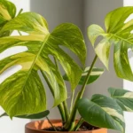 Monstera aurea plant with vibrant yellow and green variegated leaves in terracotta pot showing proper care and healthy growth