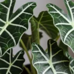Alocasia Polly plant with dark green leaves and white veins showing proper care results