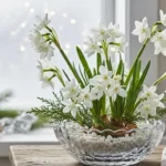 December birth flower paperwhite narcissus blooming in glass bowl with white pebbles on wooden table near window