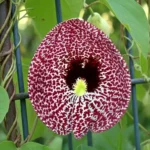 Duck flower (Aristolochia grandiflora) with burgundy and white veined petals on neutral background