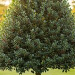 Full view of mature Eagleston holly tree with glossy green foliage and red berries in residential landscape