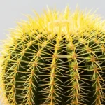 Stunning spherical Echinocactus grusonii with radiant yellow spines displayed in elegant ceramic pot on bright marble surface