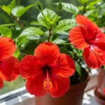 Japa plant care guide showing vibrant red hibiscus rosa-sinensis flowers in full bloom with glossy green leaves