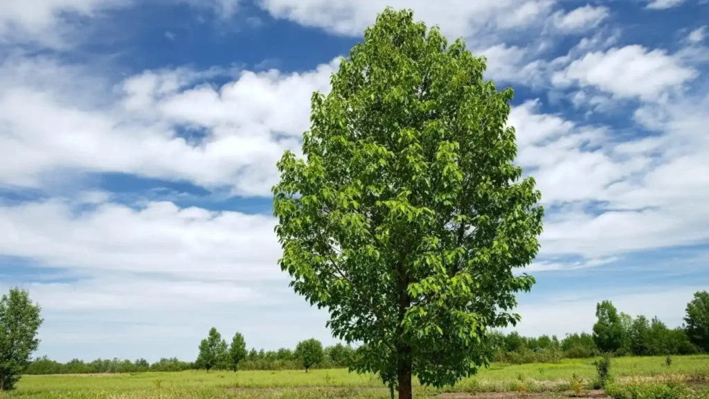 Healthy Navigator pear tree in full sun displaying proper care with pyramidal canopy and vibrant green leaves
