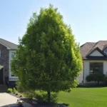 Navigator pear tree care showing healthy pyramidal ornamental tree with lush green foliage in sunny garden landscape