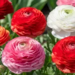 Vibrant ranunculus flower blooms in pink, red, and white colors growing in a spring garden bed