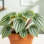 Watermelon peperomia care guide showing healthy plant with distinctive silver-striped leaves in terracotta pot