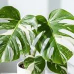 Monstera Albo in a modern pot with large white-and-green variegated leaves.