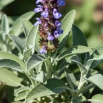 Sage identification showing gray-green fuzzy leaves and purple flower spikes of common sage plant in garden