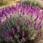 Texas sage care guide showing vibrant purple flowers and silvery-gray foliage on drought-tolerant Leucophyllum shrub
