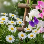 April birth flower display featuring white daisies and colorful sweet peas growing together in a sunny spring garden