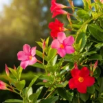 Beautiful dipladenia plant with pink trumpet flowers and glossy leaves demonstrating proper dipladenia care in sunny garden setting