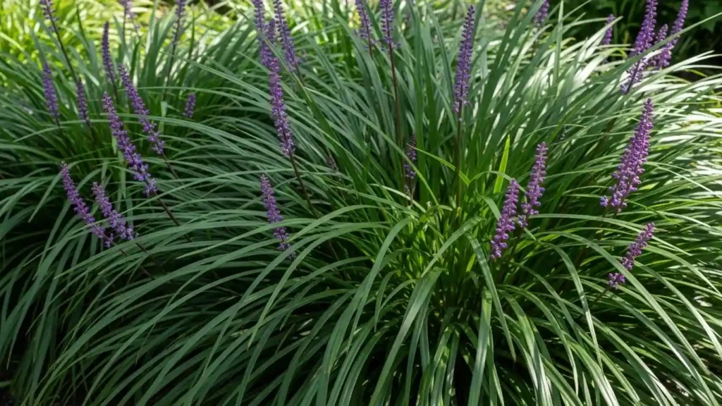 Monkey grass care guide showing healthy liriope groundcover with purple flower spikes and dense green foliage