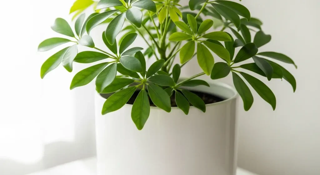 Healthy umbrella plant with glossy green leaves in white pot showing proper umbrella plant care results