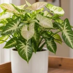 Arrowhead plant care — healthy Syngonium podophyllum in a white pot with bright indirect light