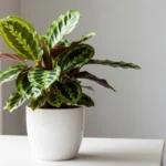 Calathea plant in a white pot with vibrant patterned leaves on a wooden table