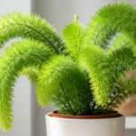 Healthy foxtail fern with fluffy bright green plumes in modern white ceramic pot on neutral background
