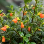 Goldfish plant care displayed in elegant white ceramic vase on marble coffee table in modern living room with orange blooms