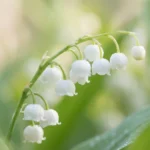 May birth flower lily of the valley with white bell-shaped blooms in a spring garden