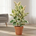 Rubber plant care guide showing healthy glossy green Ficus elastica leaves with proper lighting