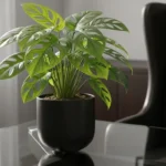 Swiss cheese plant monstera deliciosa in black planter on glass desk in sophisticated office interior