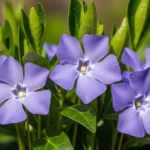 Close-up of creeping myrtle (Vinca minor) lavender-blue flowers with glossy green leaves in a spring garden