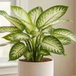 Healthy dumb cane plant in a white pot with variegated green and white leaves near a bright window