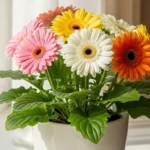 Pink, yellow, orange and white gerbera daisies in a white pot on a sunny windowsill indoor gerbera daisy care