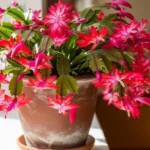 Zygocactus plants with pink and red blooms on a sunny windowsill